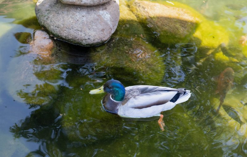 Reflections in green